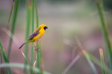 Asian Golden Weaver
