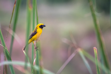 Asian Golden Weaver