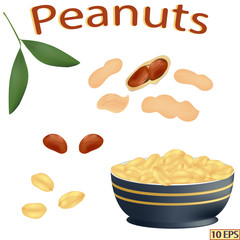 Peanuts isolated on white background. Groundnuts. Icon of peanut. Vector illustration.