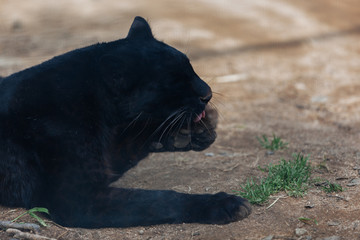Black Jaguar