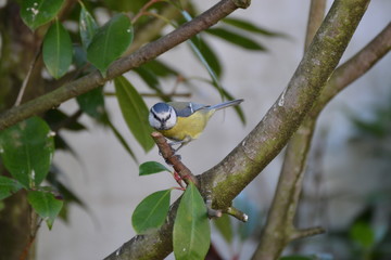 Blaumeise