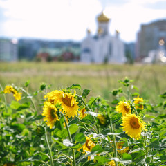 Sunflowers in the foreground and the white Church in the background