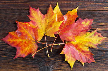 Autumn maple leaves