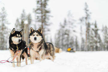 Husky safari