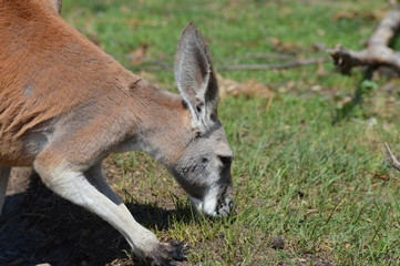 Naklejka na ściany i meble Kangaroo in the outdoors