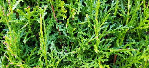 Lebensbaum Nahaufnahme