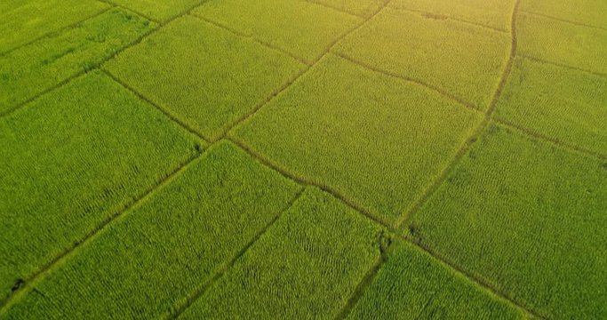 4K Aerial view of the green rice field pattern ,THAILAND