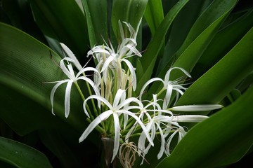 Obraz premium Orchids garden Singapore National Orchid Garden Singapore