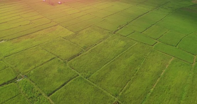 4K Aerial view of the green rice field pattern ,THAILAND