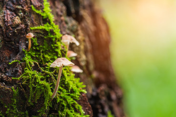 Mushroom and moss in nature