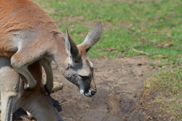 Kangaroo in the outdoors