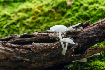 Mushroom and moss in nature