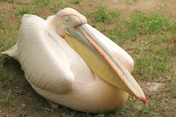 Pellicano che riposa