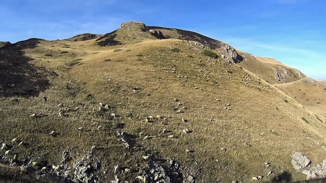 Shepherd with herd of sheep in Macedonian mountains near Vevchani on sunny day, Macedonia