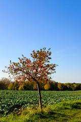 Fototapeta na wymiar Tree in Autumn