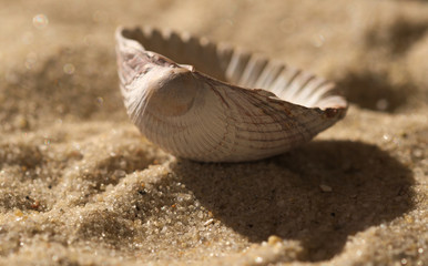 shell 