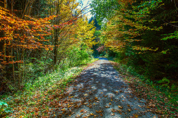 Path through the Bavarian woods with the brilliant colors of Autumn