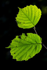 Sonnendurchflutetes Lindenblatt