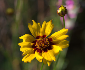 Coreopsis lanceolata 'Sterntaler'