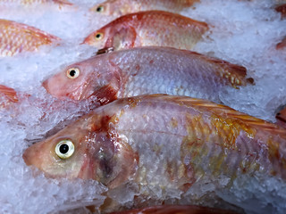 Frozen Yellow Nile Tilapia Fish in a Pile of Ice
