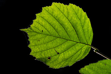 Sonnendurchflutetes Lindenblatt