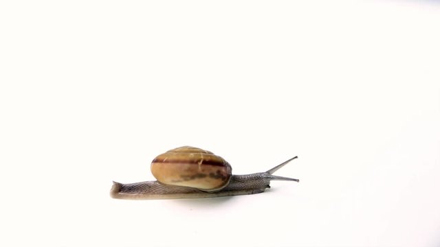 snail walking slow speed on white for slowly concept for speed test symbolic low performance speed