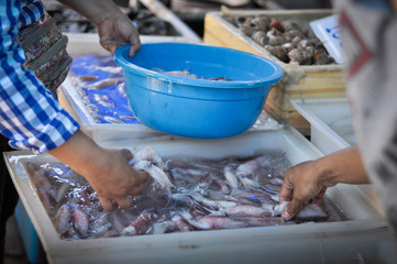 people select squid in the seafood market for cooking