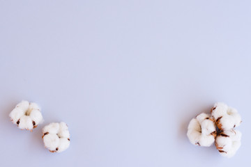 Cotton flower buds on blue with copy space