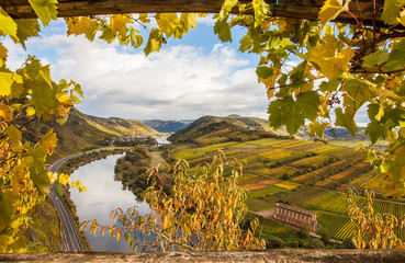 Moselle Autumn golden vineyards Landscape calmont region Germany - obrazy, fototapety, plakaty