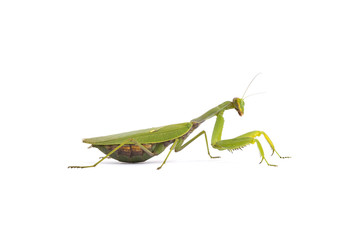 Mantis on isolation