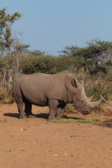 Obraz premium White Rhinoceros