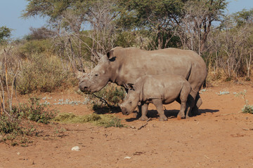 White Rhinoceros