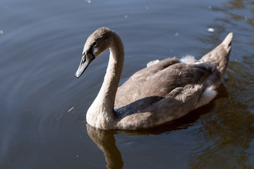 Fototapeta premium gray beautiful Swan swimming in a lake