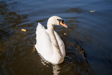 white beautiful Swan swimming in a lake