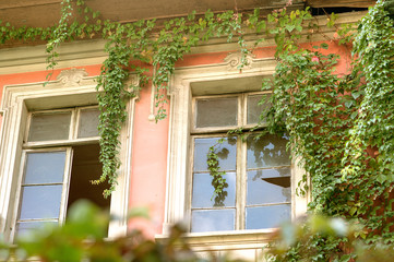 Old abandoned villa and facade with broken windows all covered by wild plants, situated in the center of Tirana, Albania
