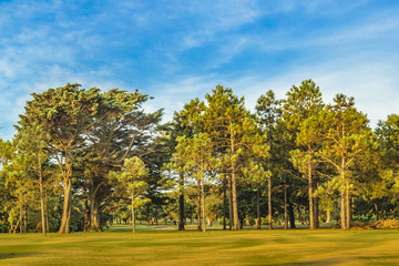 Fototapeta premium Big Trees at Park, Montevideo, Uruguay