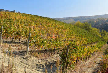 Row of grapevine on a hill in the Langhe, Italy.