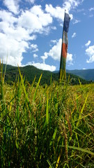 Fototapeta na wymiar Rice crops with colorful prayer flag in background
