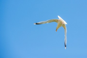 seagull flying attack