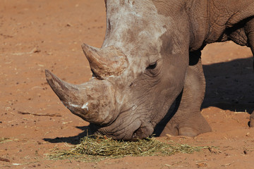 White Rhinoceros