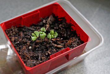 Seedlings of basil in a small red container