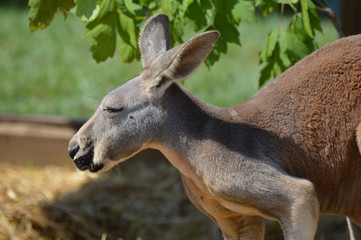 Fototapeta premium Kangaroo in the outdoors