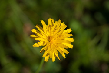 yellow flower close up