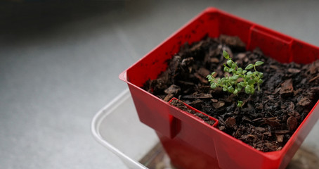 Seedlings of thyme in clod of soil potted, blurred background