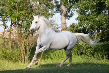 Obraz na płótnie Canvas Nice white horse running