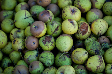 pears