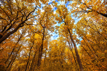 autumn trees in deciduous forest to watch in the top on a blue sky