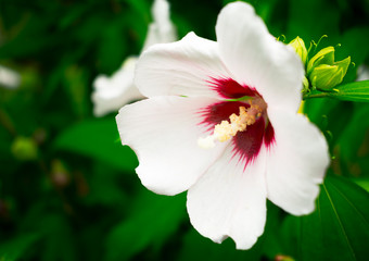Hibiscus Syriacus
