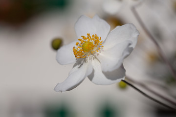 Obraz premium perfect white blossom