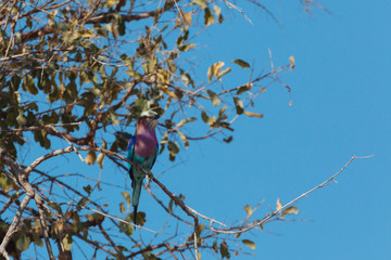 lilac bird